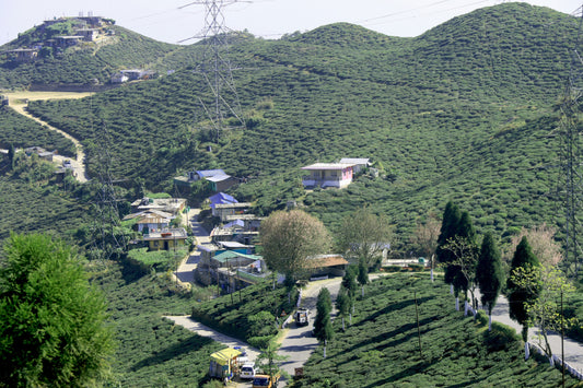 Altitude, Insects, and Espionage: The Real Story of Darjeeling Tea