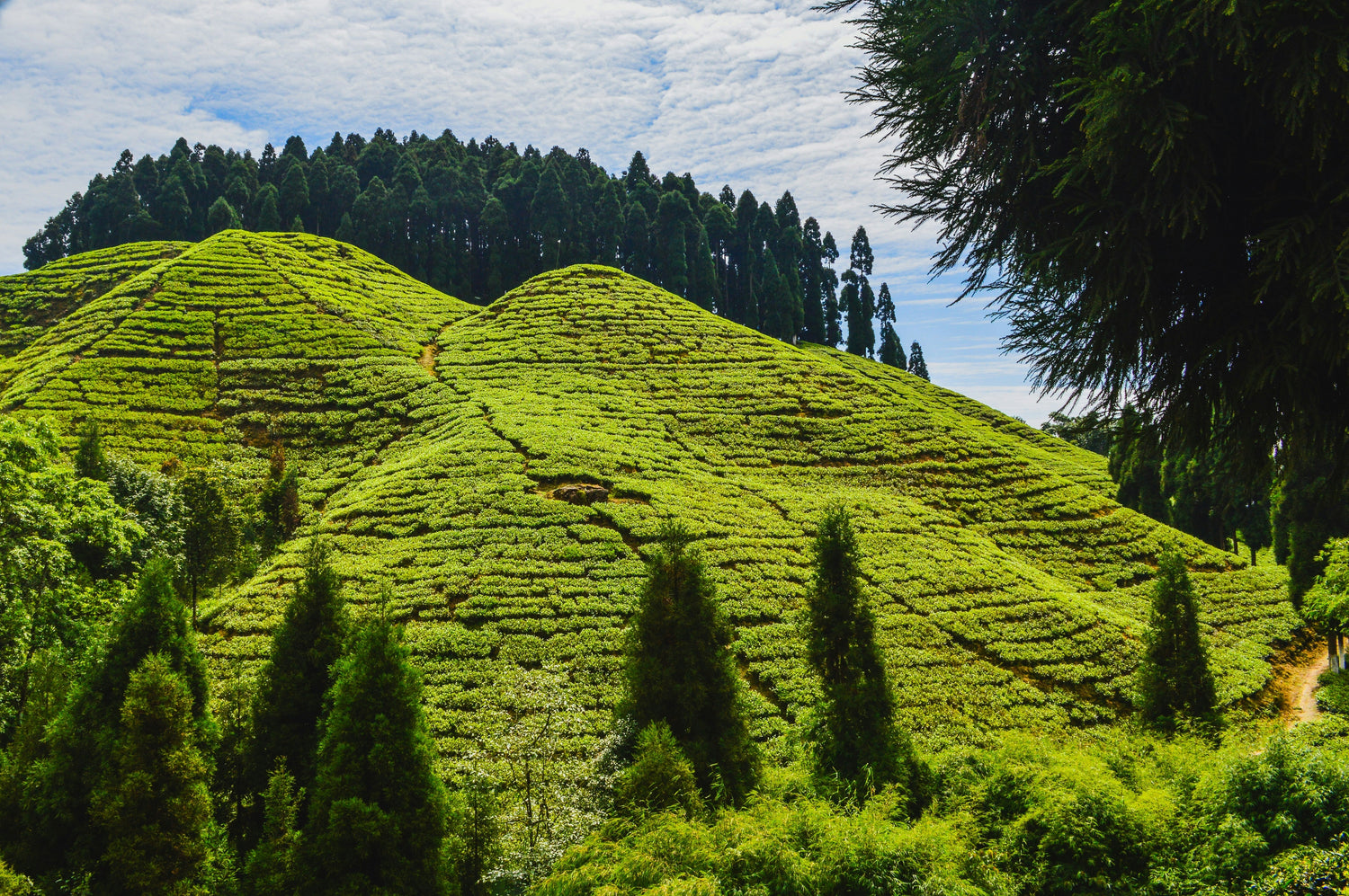 Best Teas for Morning, Afternoon & Evening: Your Complete Daily Guide ...