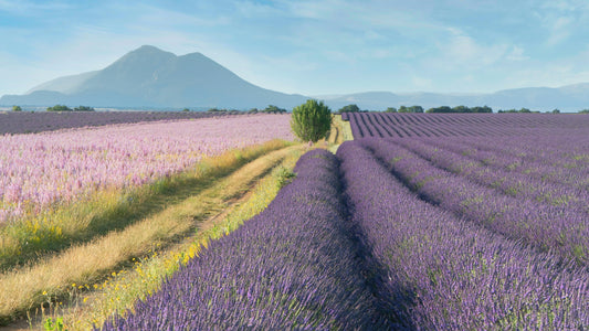 Lavender fields in Provence France with purple rows and mountains in background