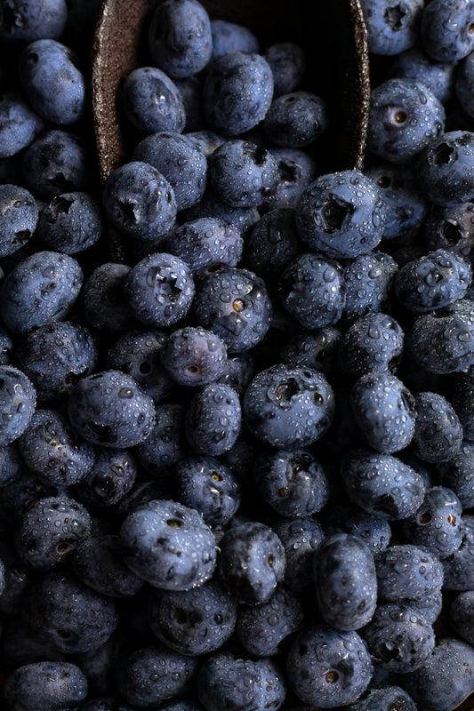 Fresh wild blueberries with water droplets showing deep purple blue color from North America